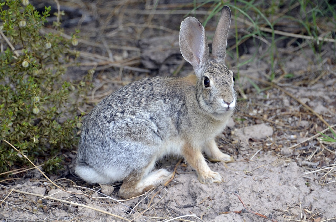 Image - desert cottontail rabbit bunny hare