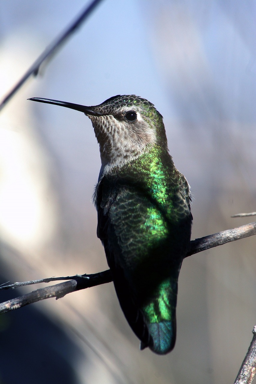 Image - hummingbird flying portrait