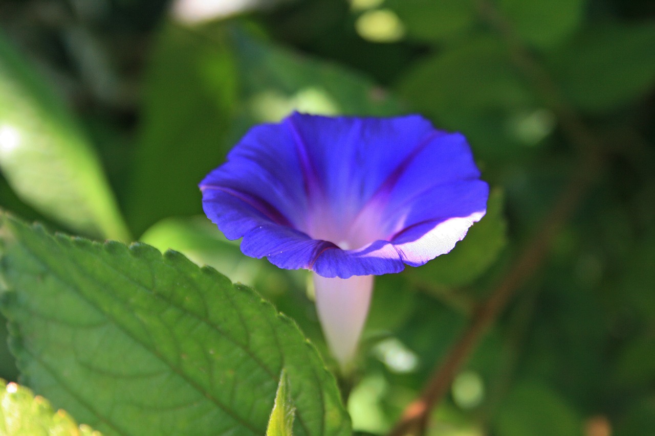 Image - purple morning glory flower flower