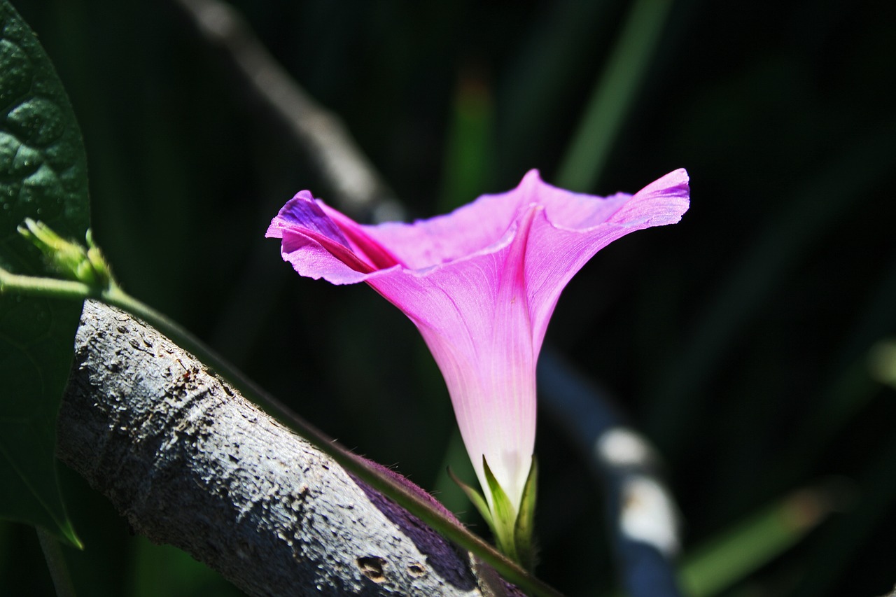 Image - pink morning glory flower flower