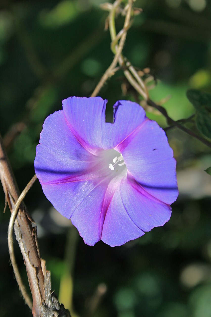 Image - purple morning glory flower flower