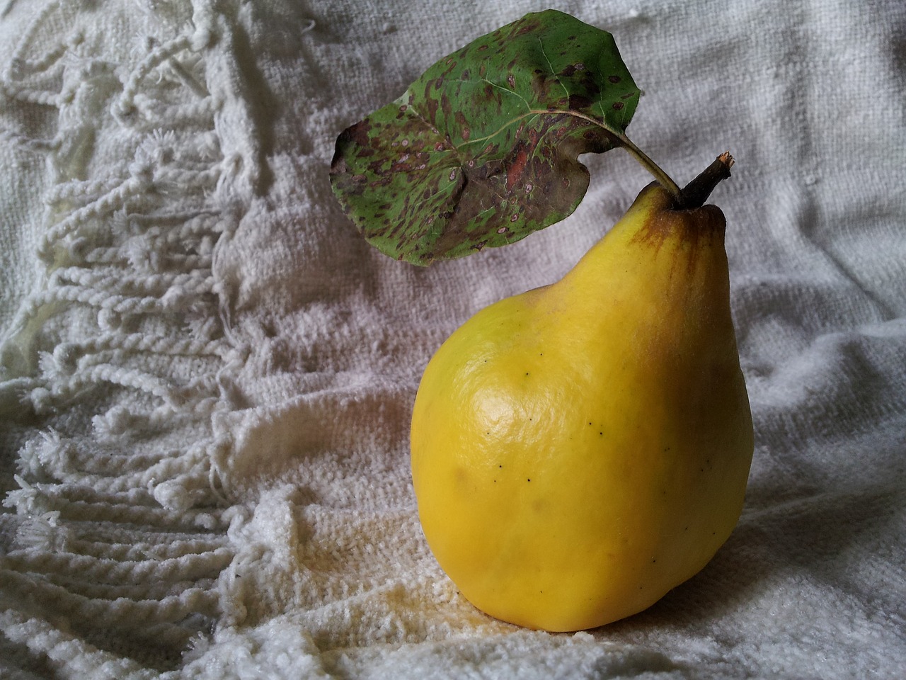 Image - quince still life food pear quince