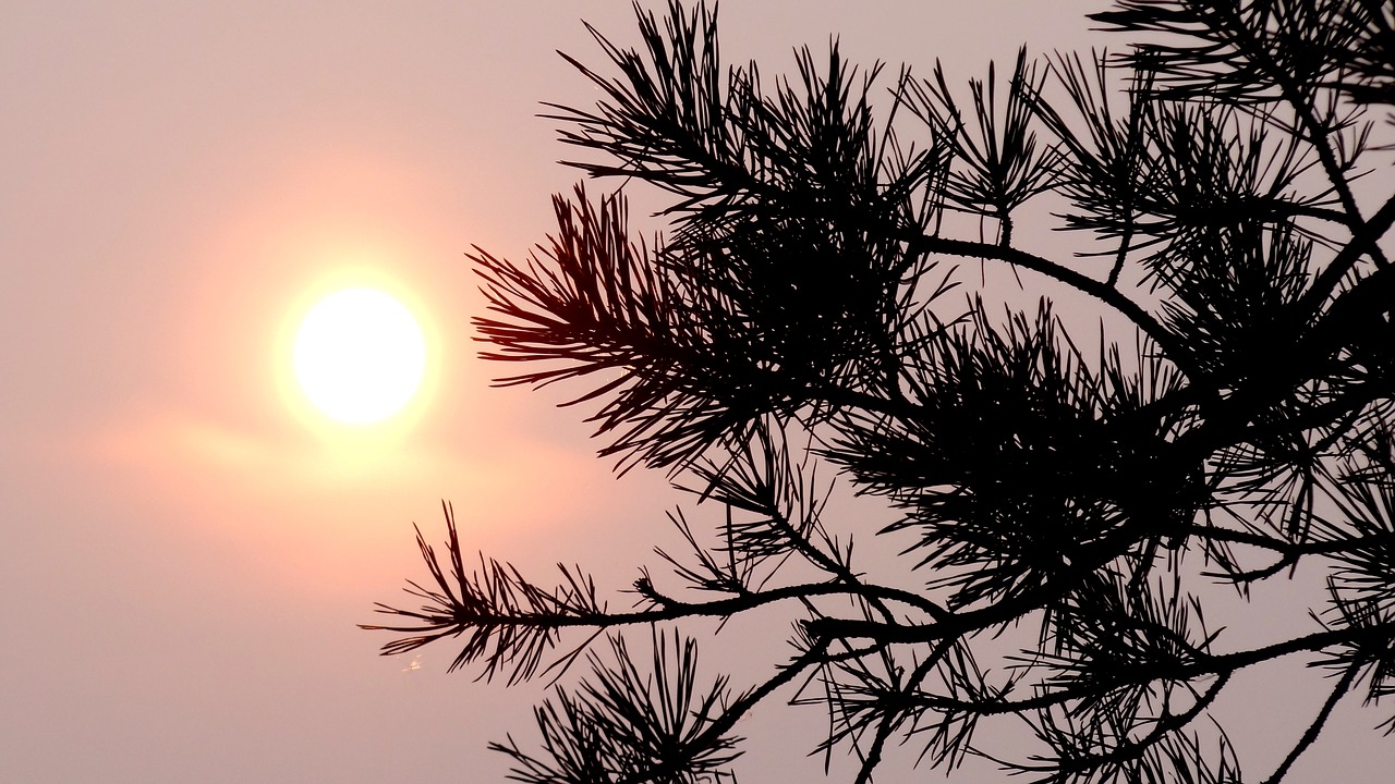 Image - sun sunset evening nature