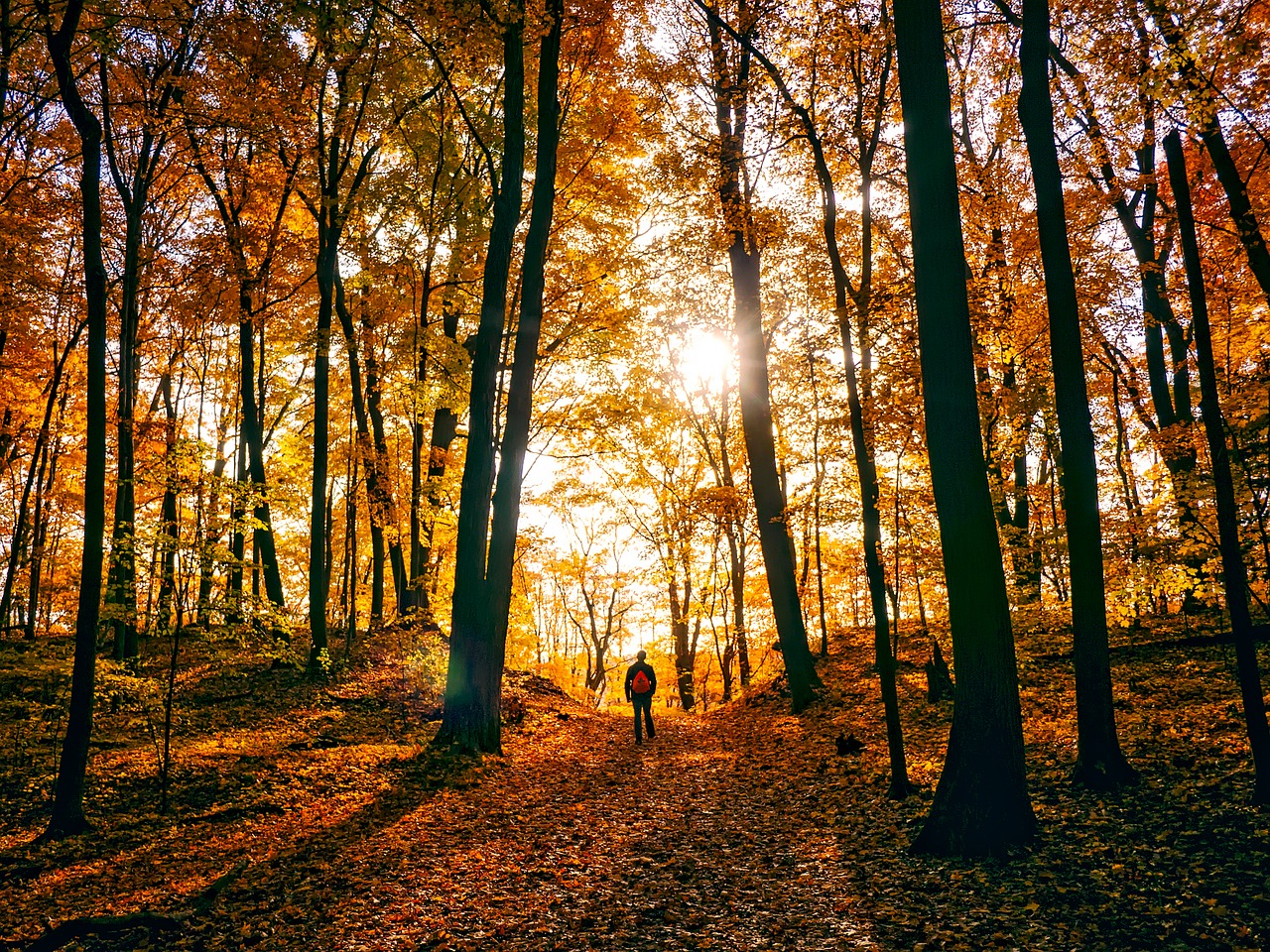 Image - autumn fall colorful man walking