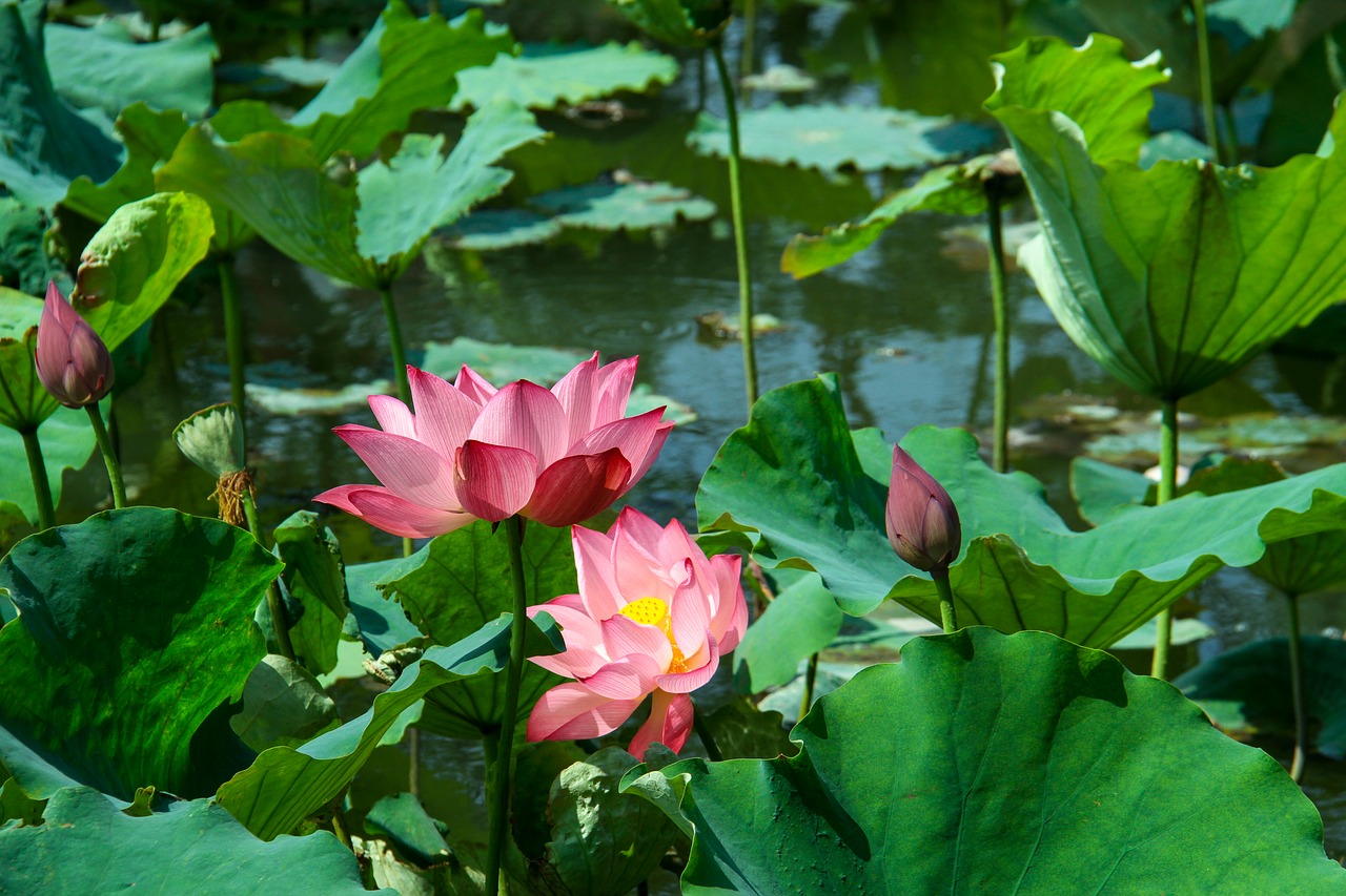 Image - lotus leaf lotus summer