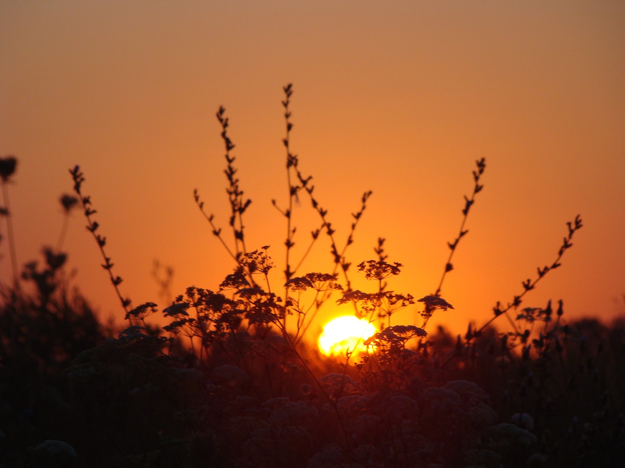 Image - dawn sun field plants