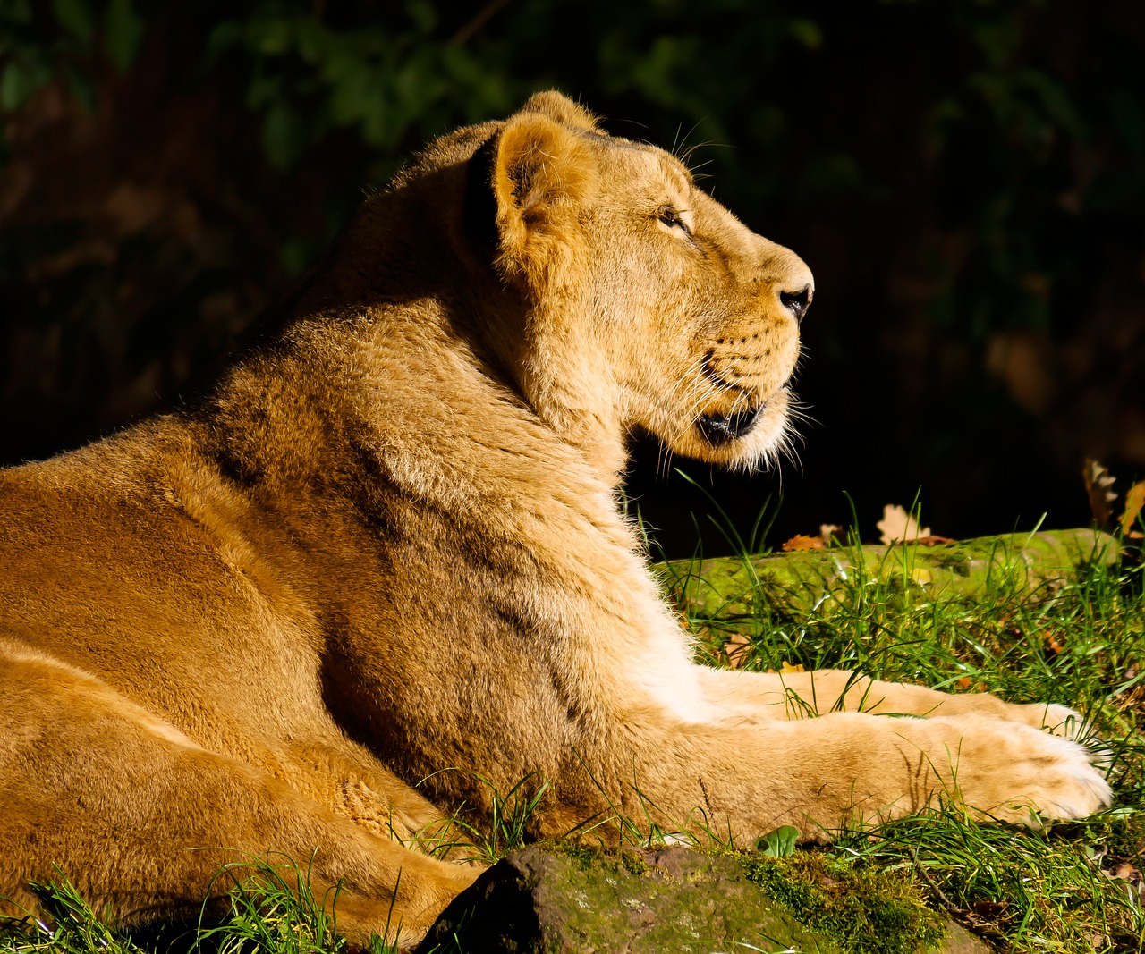 Image - animal predator lion cat watch