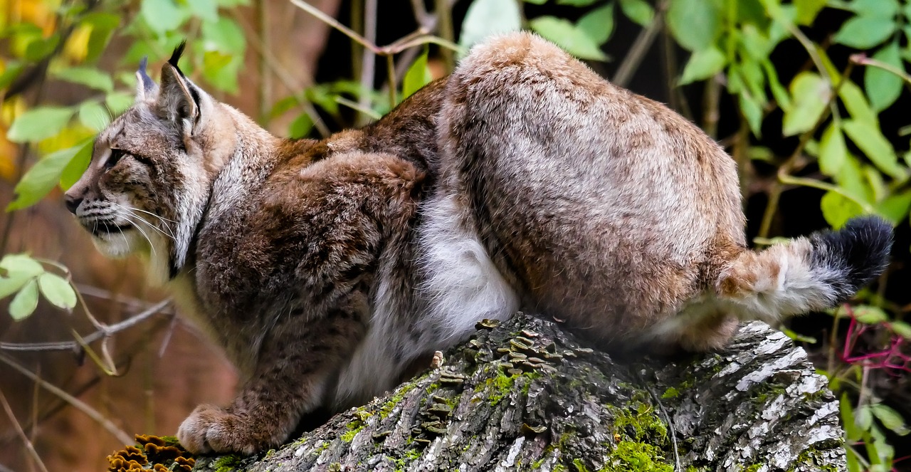 Image - animal lynx cat wildcat predator