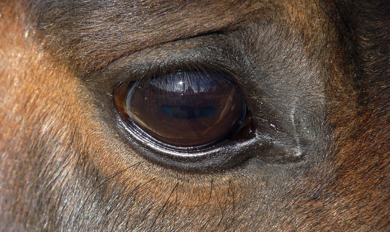 Image - horse eye œil eyelashes look