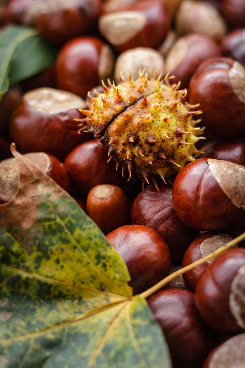 Image - castanea chestnut fruit autumn