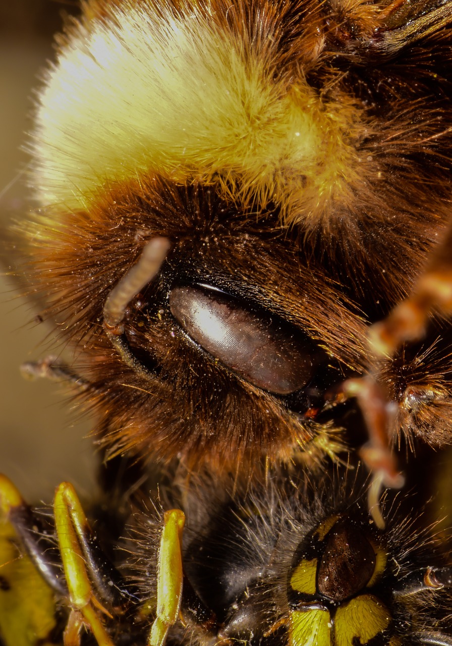 Image - bee bully wasp