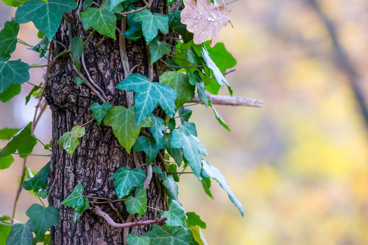 Image - ivy log autumn bark climber