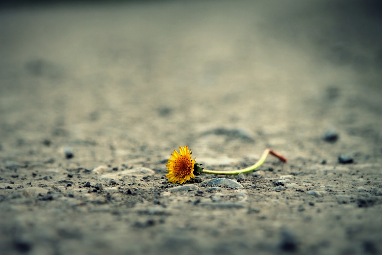 Image - flower road dandelion alone path