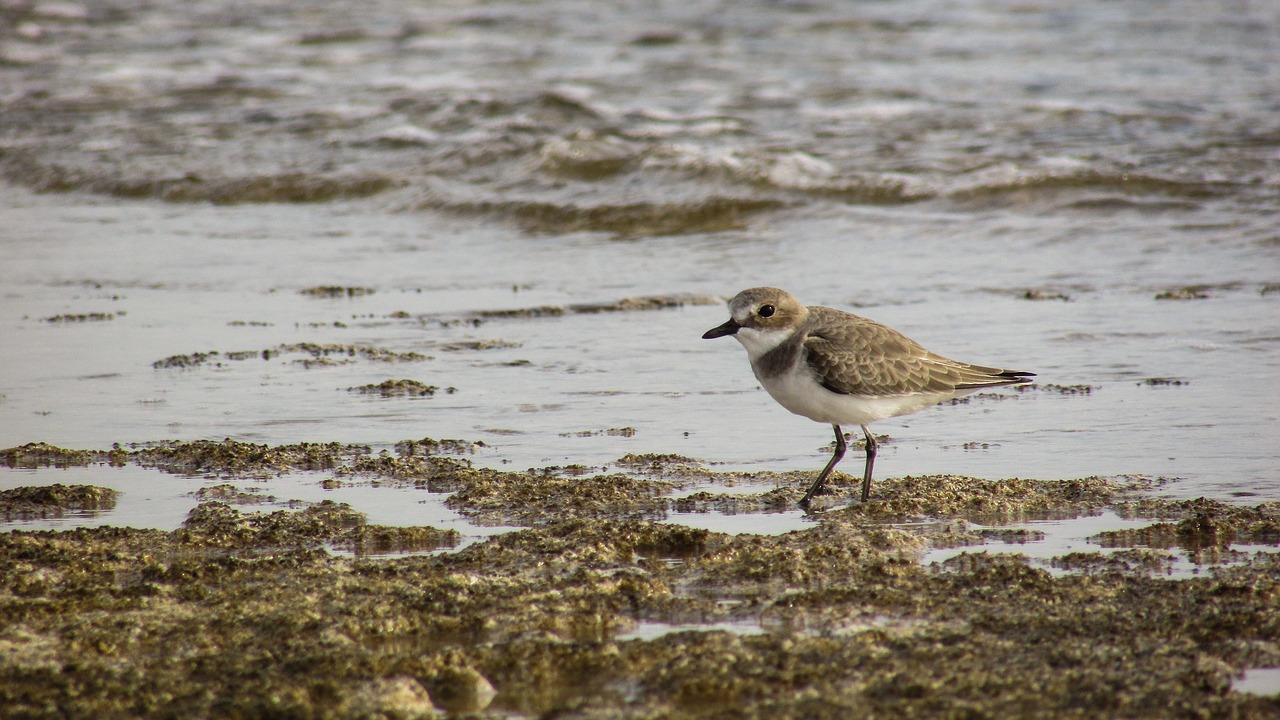 Image - stint seabird migratory nature