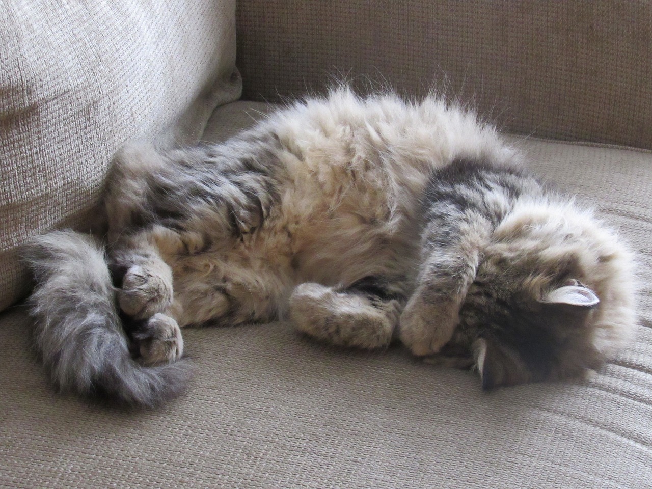 Image - cat sleeping portrait pet domestic