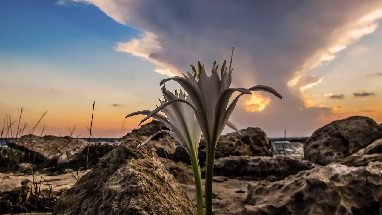 Image - sand lily sunset sky clouds beach