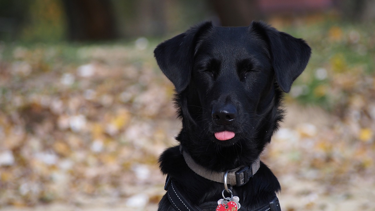 Image - dog language smile black dog