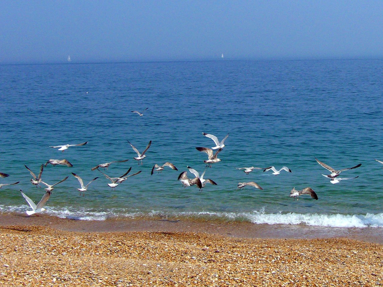 Image - beach seagulls sea nature sunny