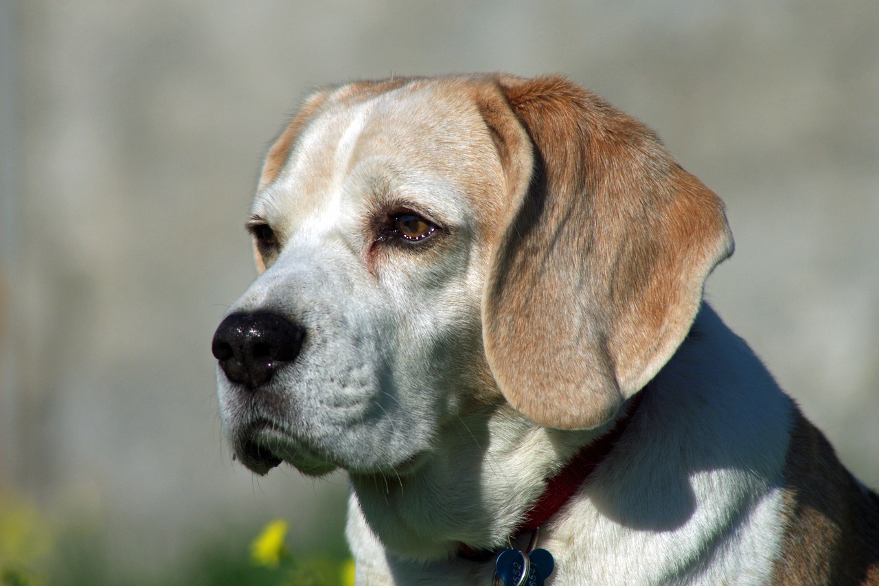 Image - beagle dog snuff hound friend