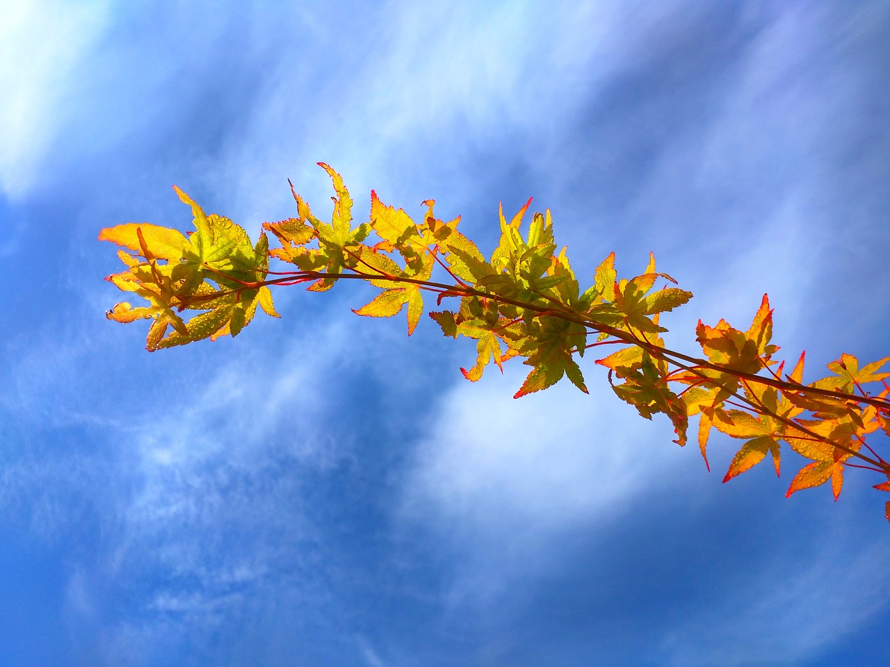 Image - acertree acer tree autumn leaves