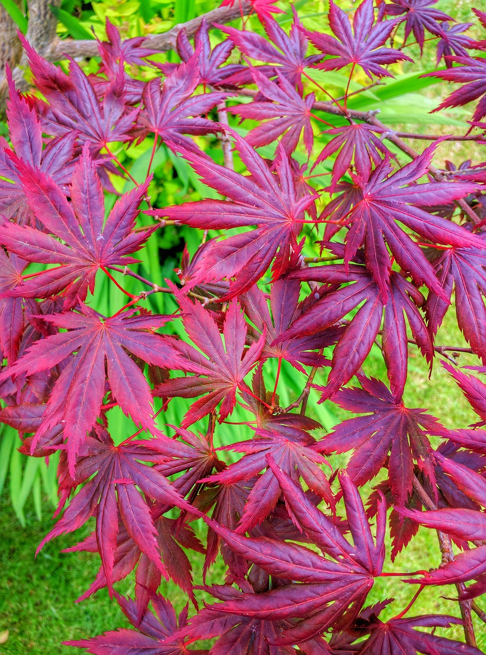 Image - acer tree leaves red autumn