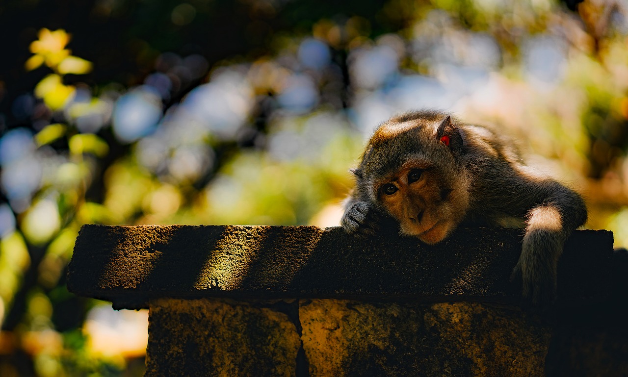 Image - monkey animal wildlife cute