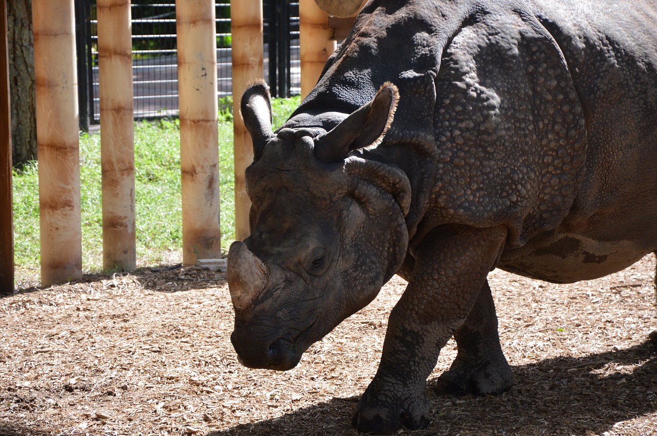 Image - rhino nature zoo madrid spain