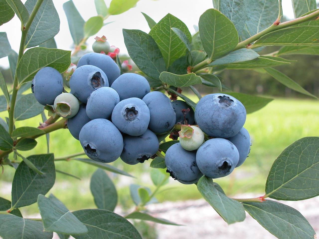 Image - blueberries fruit fresh berry ripe