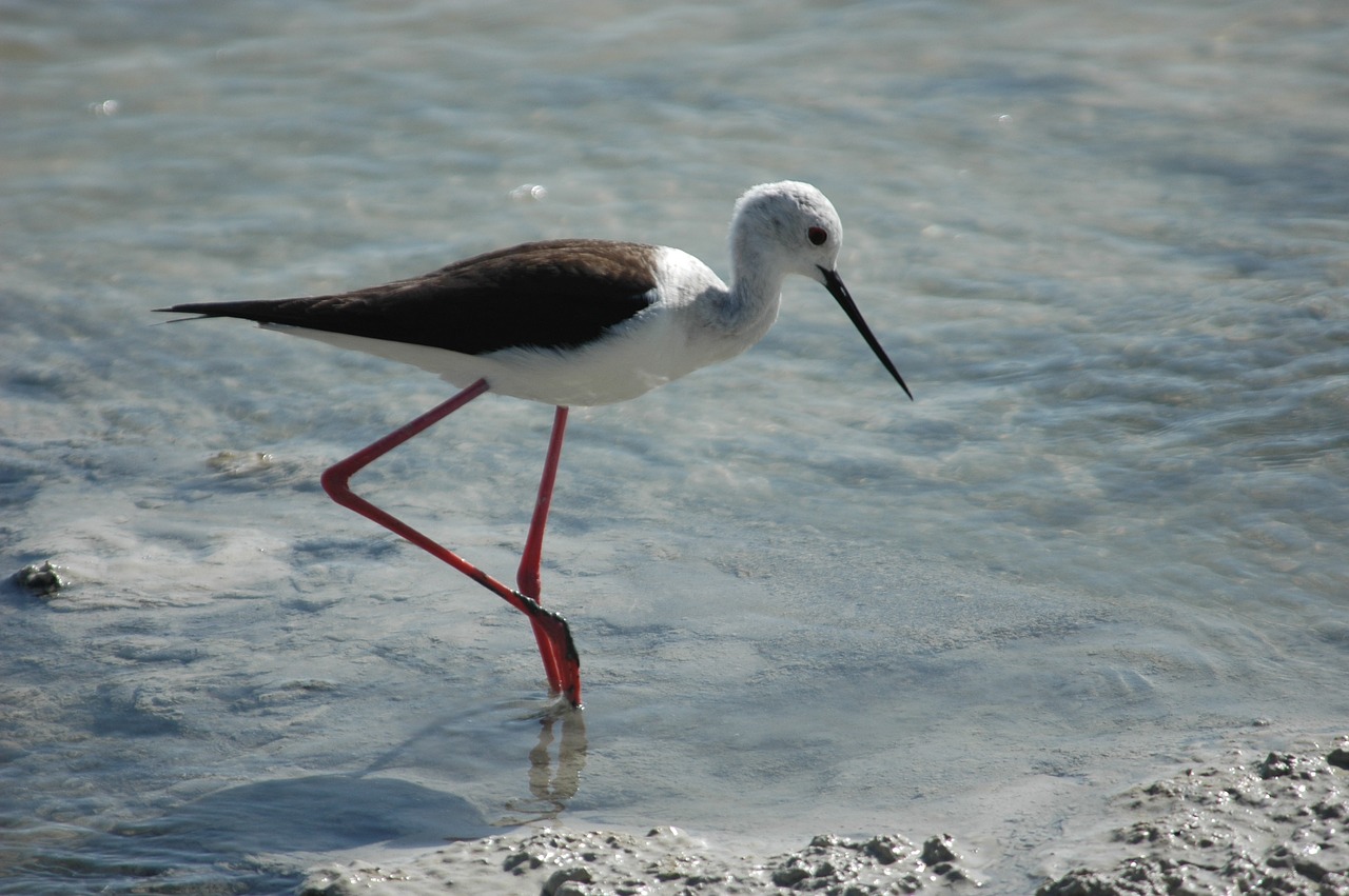 Image - bird stilt nutrition swamp