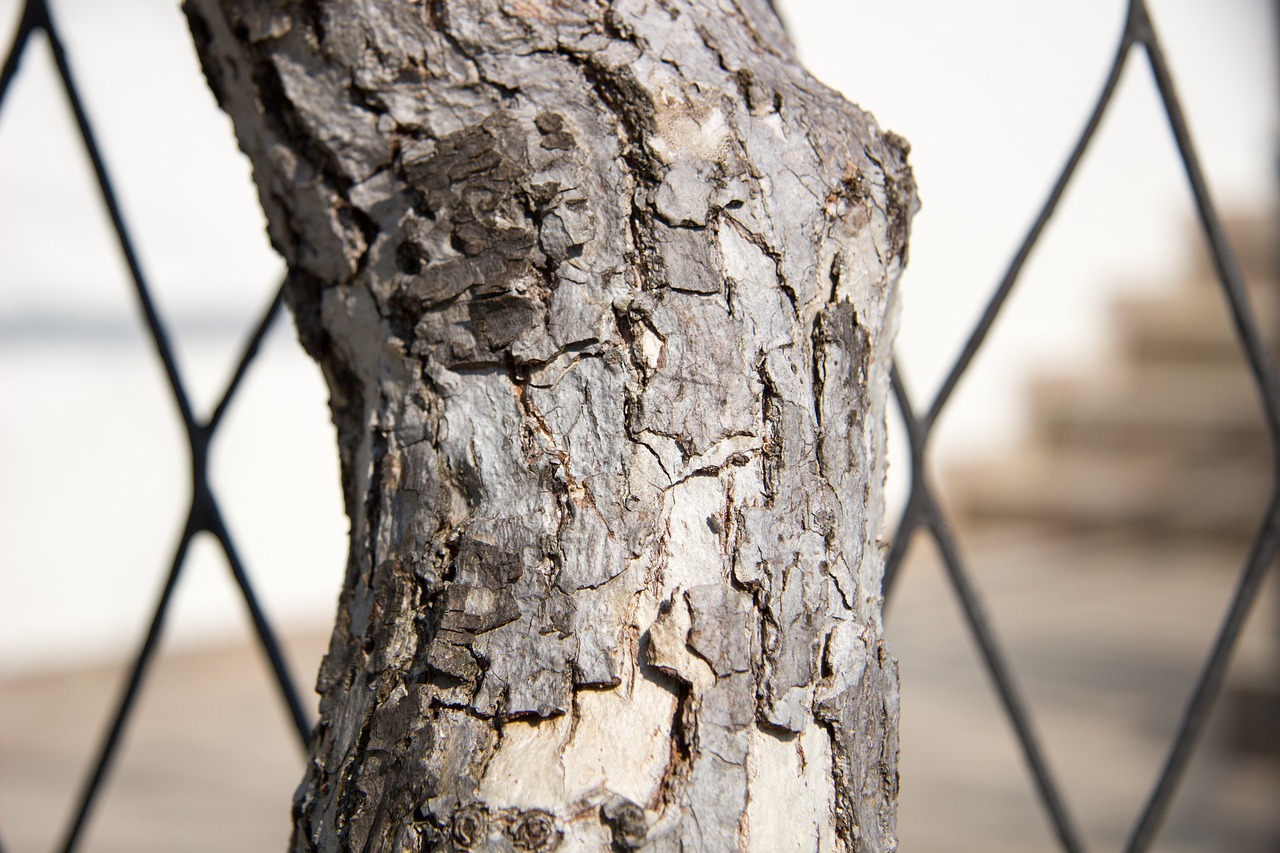 Image - wood wood background stump