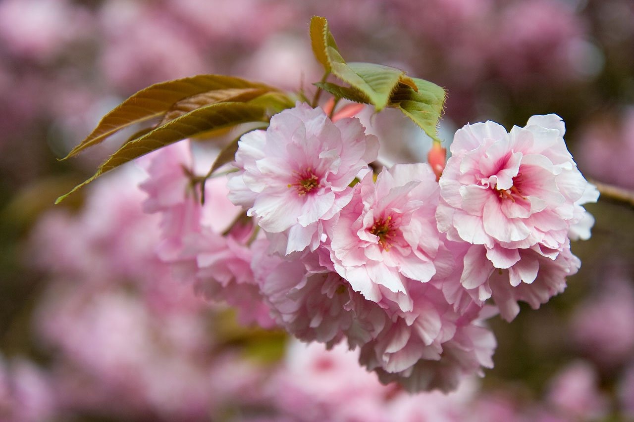 Image - flower pink petals tree spring