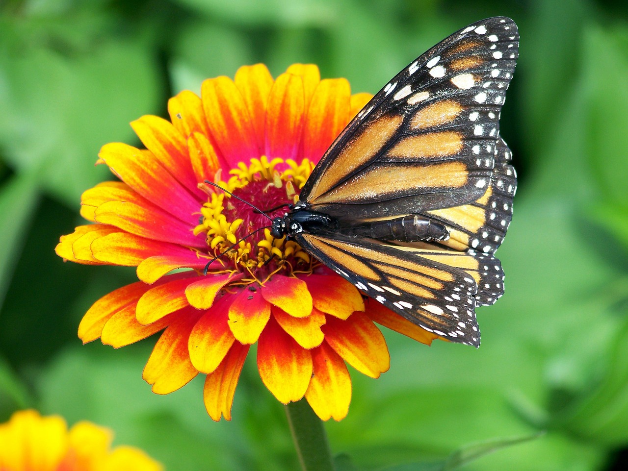 Image - monarch butterfly flower zinnia