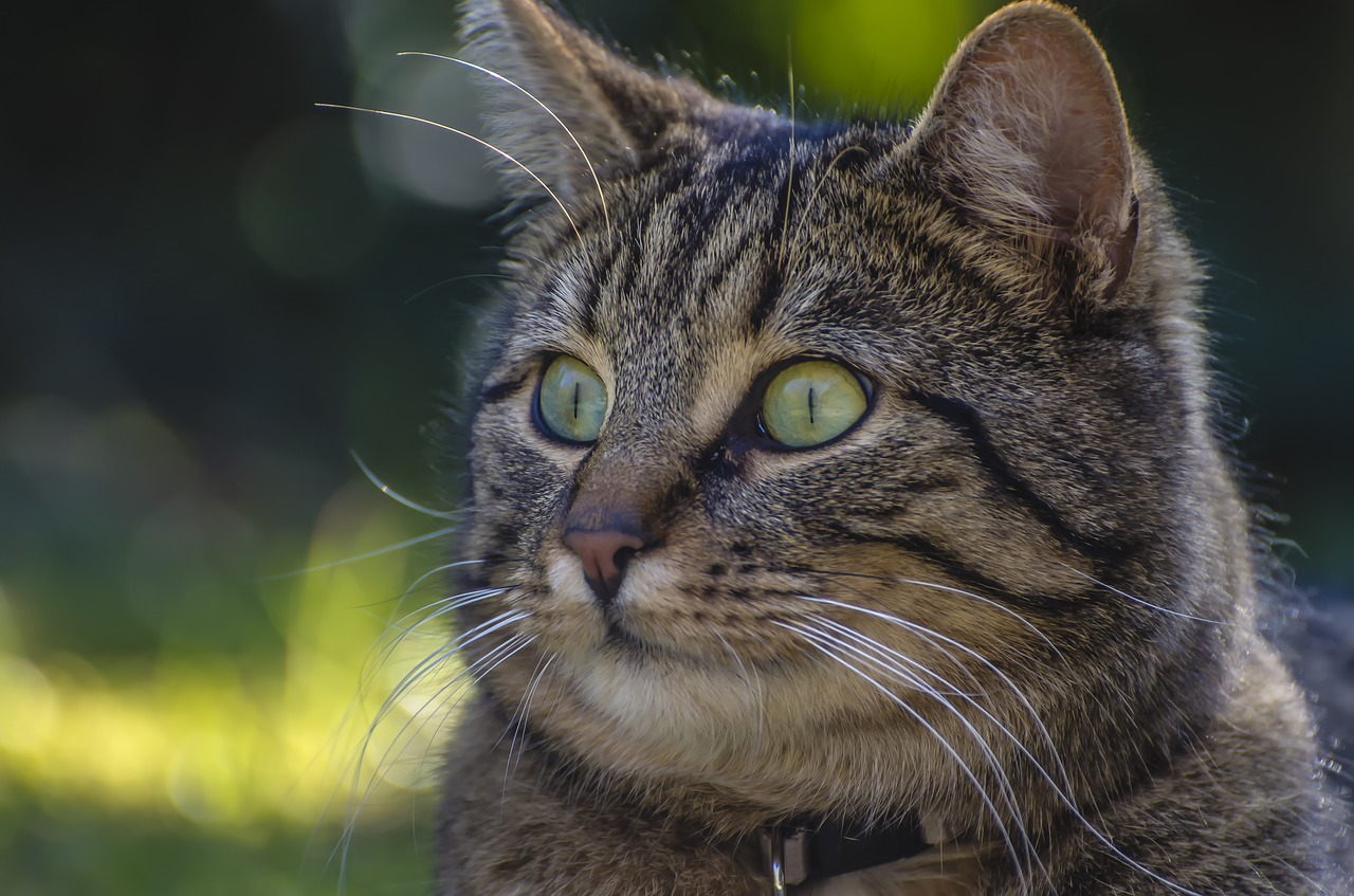 Image - cat bokeh domestic cat mackerel