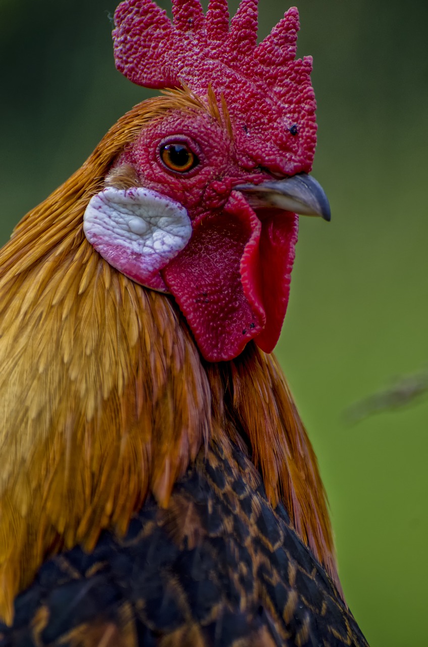 Image - hahn animal animal portrait bird