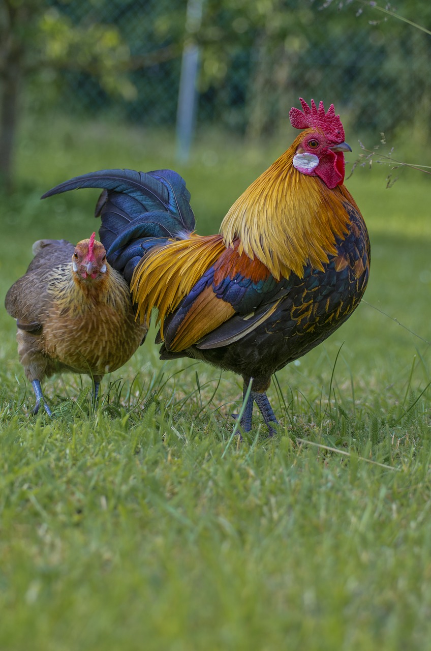 Image - hahn gockel poultry farm hen