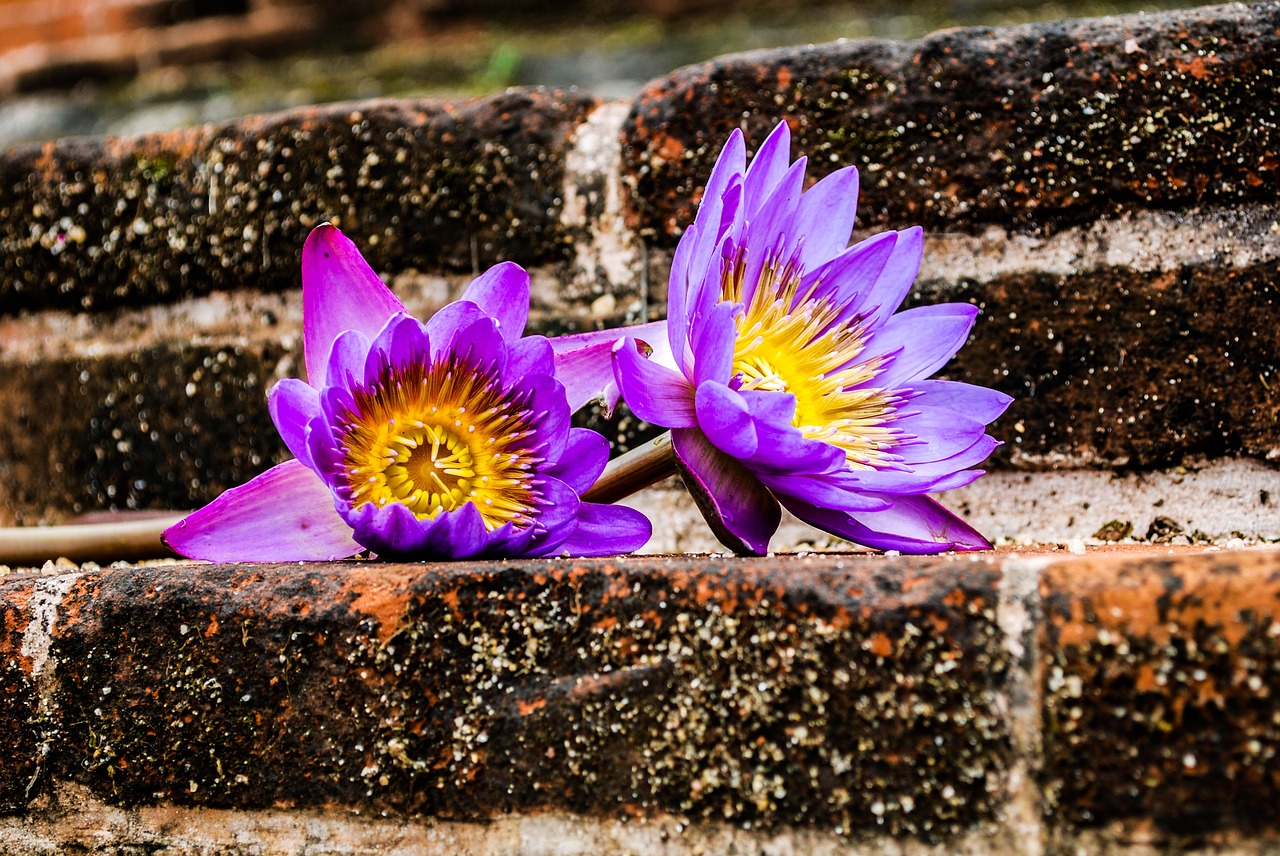 Image - waterlily flower sri lanka