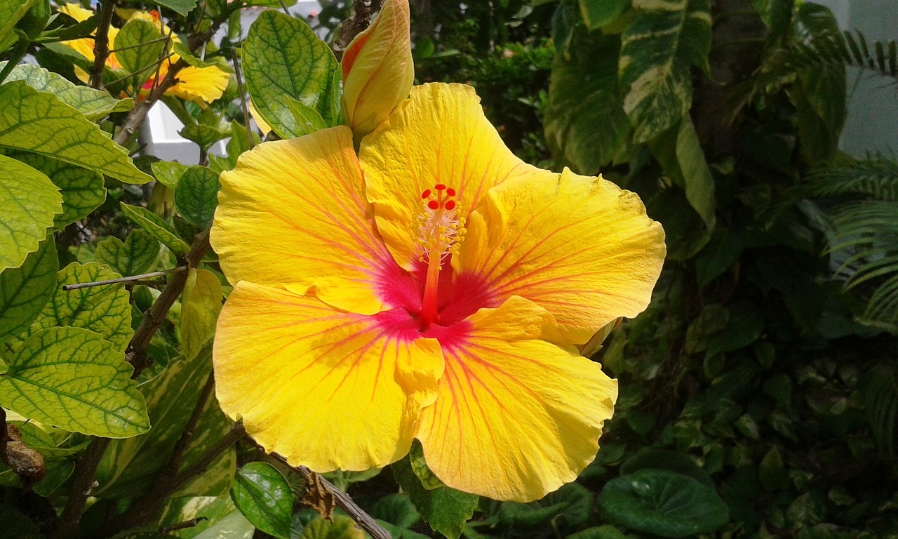 Image - plant flower hibiscus