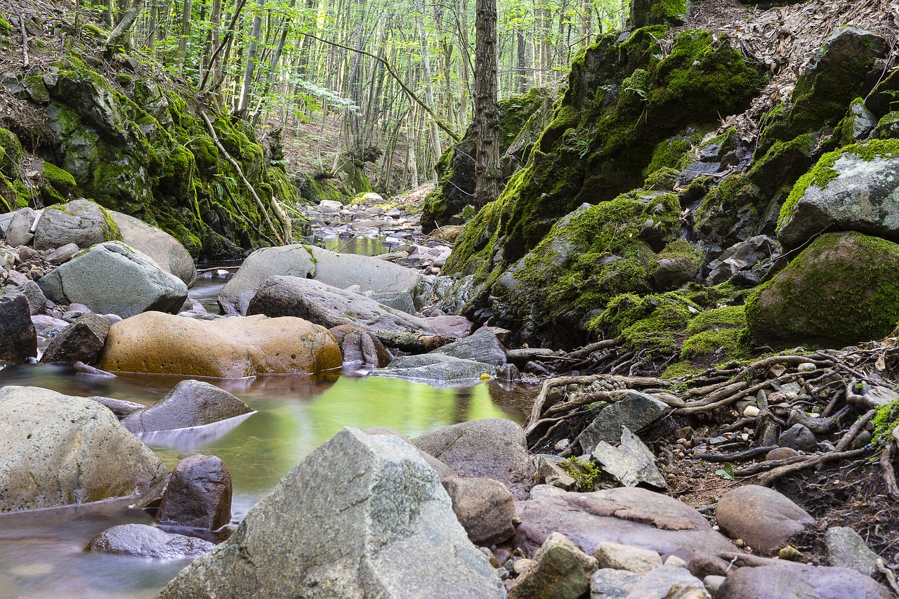 Image - landscape nature forest river moss