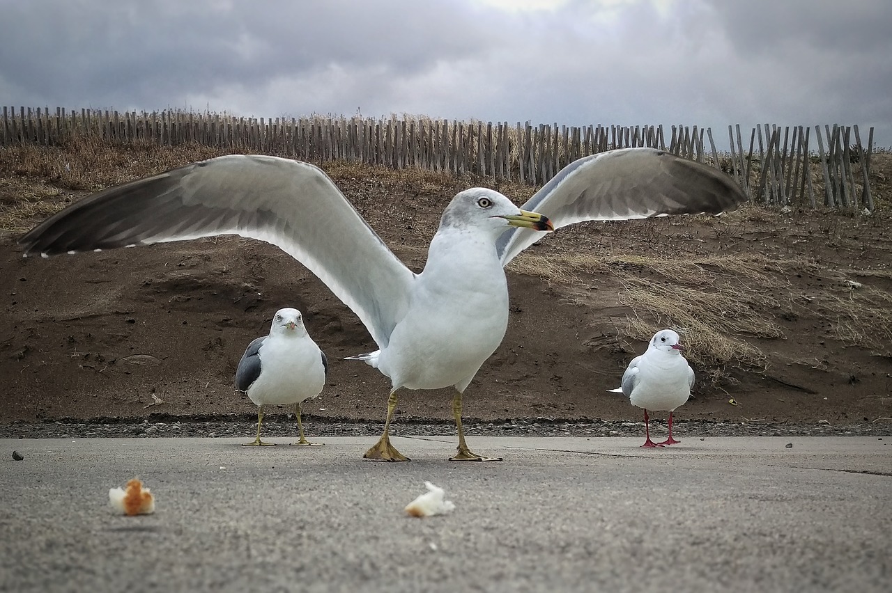 Image - beach promenade seagull seabird