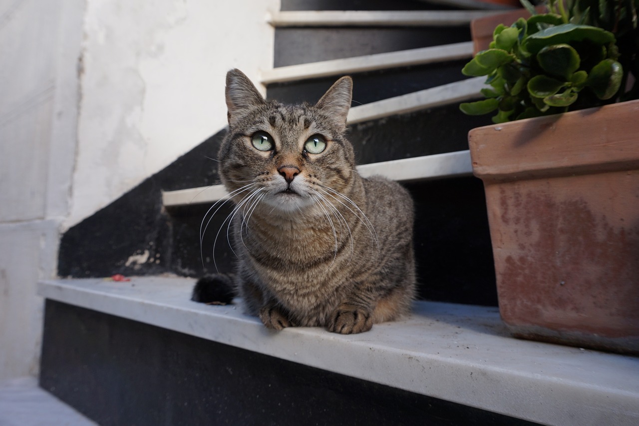 Image - cat italy gray cat