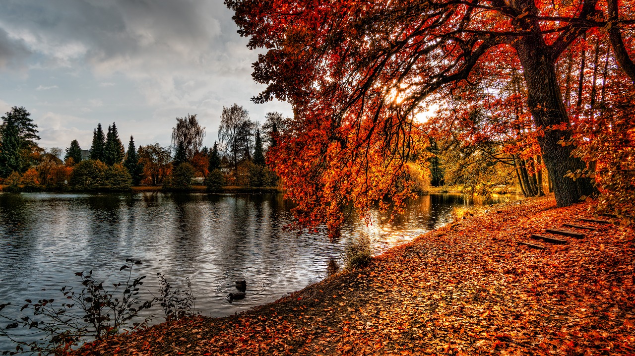 Image - autumn sun pond water