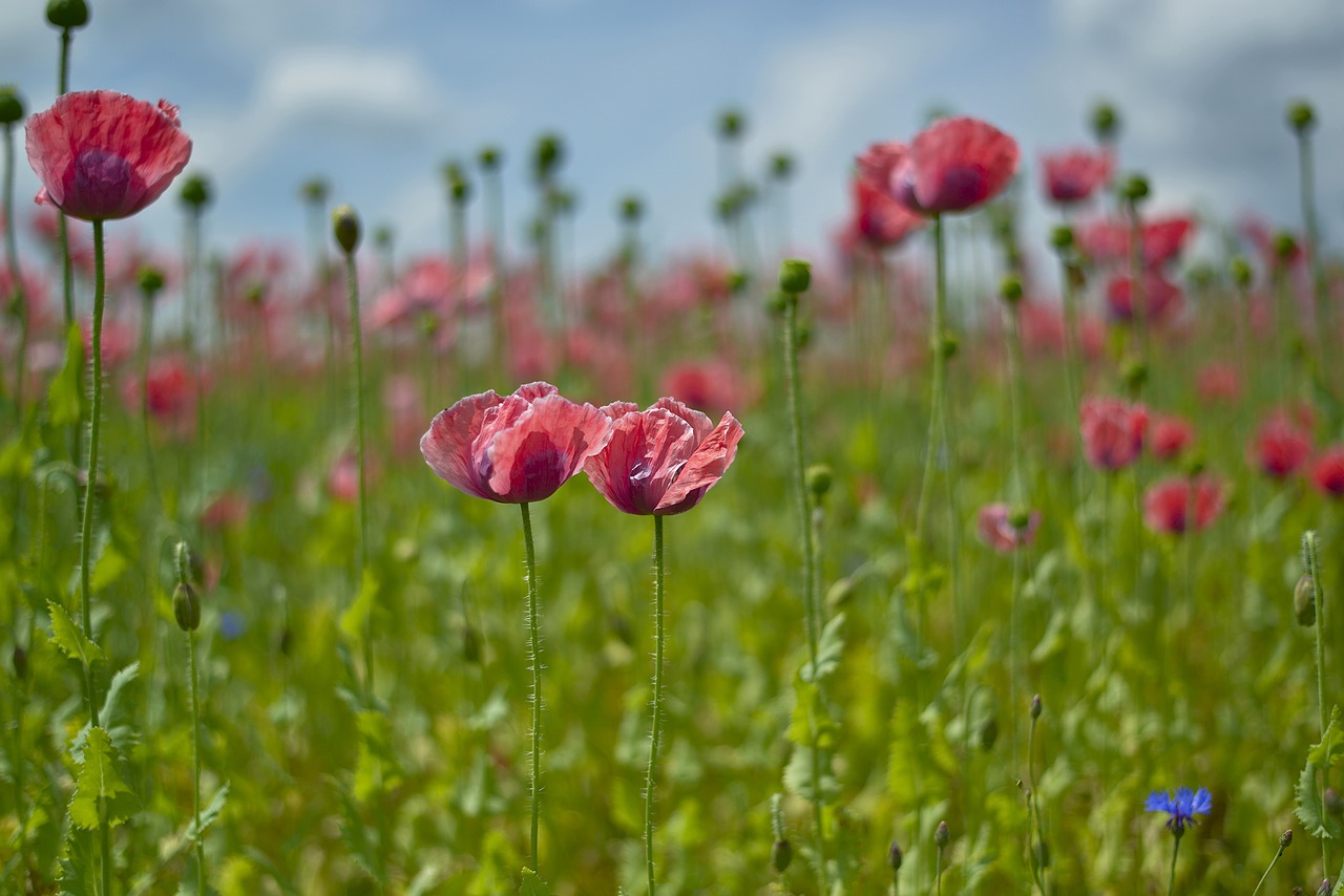 Image - poppy field mohngewaechs nature