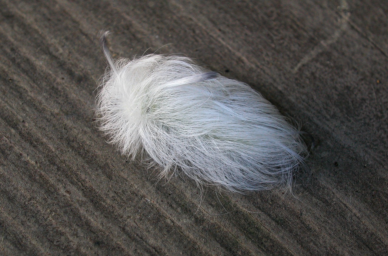 Image - white flannel moth caterpillar