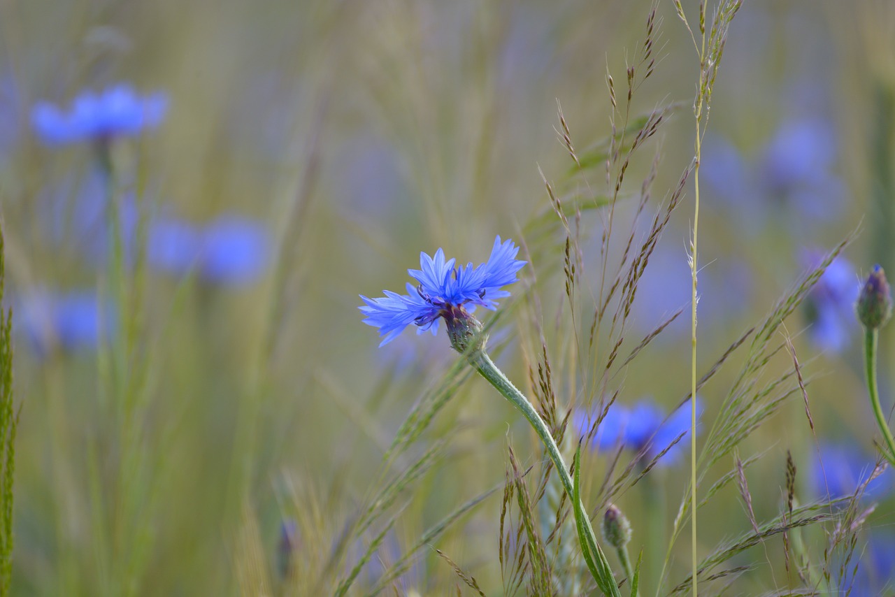 Image - cornflower cornfield field blue