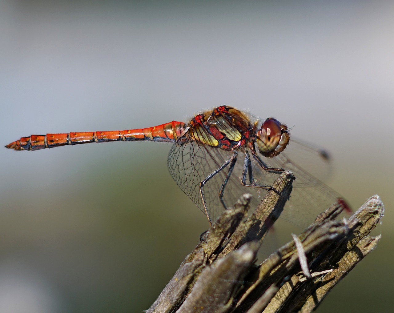 Image - dragonfly nature pond insects