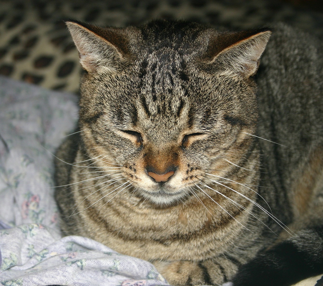 Image - buddy cat animal friendship feline