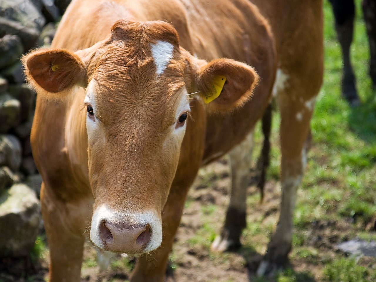 Image - cow cattle animal brown farm