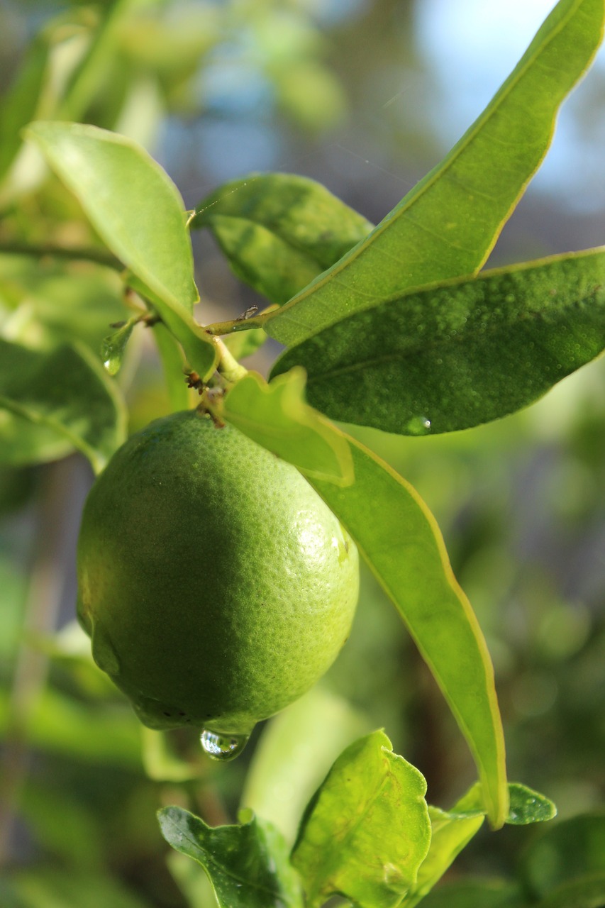 Image - lime tree green plant ripe fresh