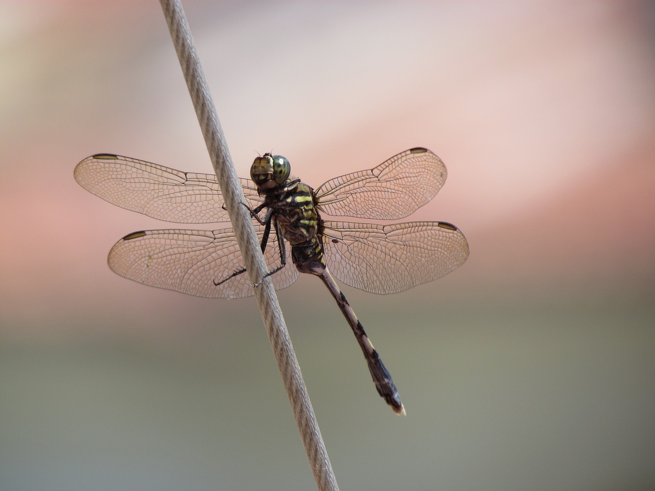 Image - animal documentary insect dragonfly