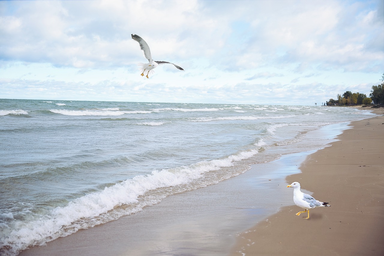 Image - sea gulls seagulls lake flying